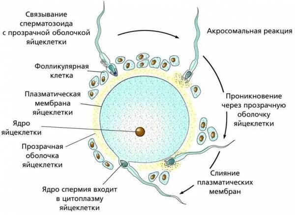 Где происходит образование яйцеклеток. Оплодотворение яйцеклетки сперматозоидом схема. Схема проникновения сперматозоида в яйцеклетку. Строение яйцеклетки человека схема. Процесс оплодотворения яйцеклетки схема.