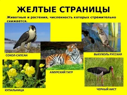 Желтая красная книга