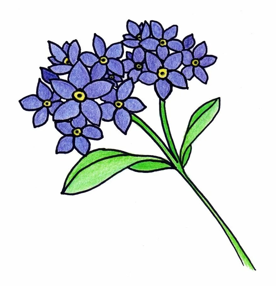 Незабудка Незабудка мелкоцветковая. Незабудка мелкоцветковая (Myosotis micrantha).. Цветы рисунок. Незабудка карандашом.