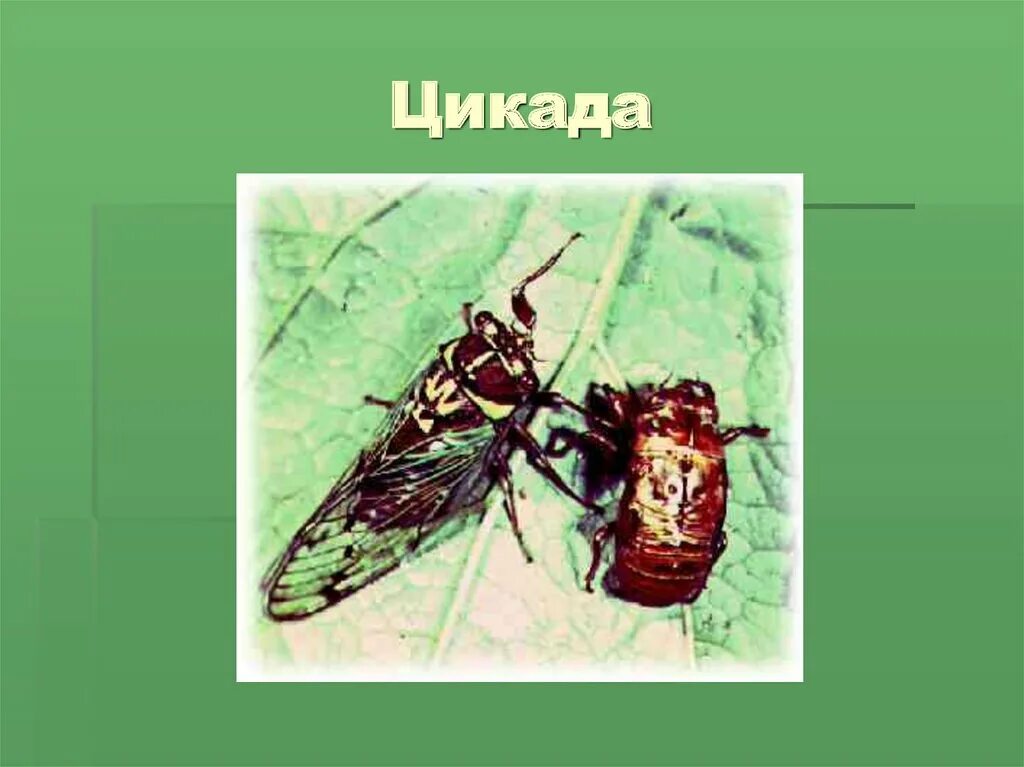 Какой тип развития характерен для цикады. Цикада презентация. Цикада насекомое цикл развития. Цикады карта обитания. Цикада описание презентация.