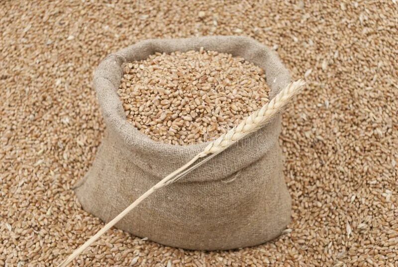 Ведро пшеницы. Зернышко корма. Пшеница в ведре. Ведро пшеницы. Ведро с зерном.