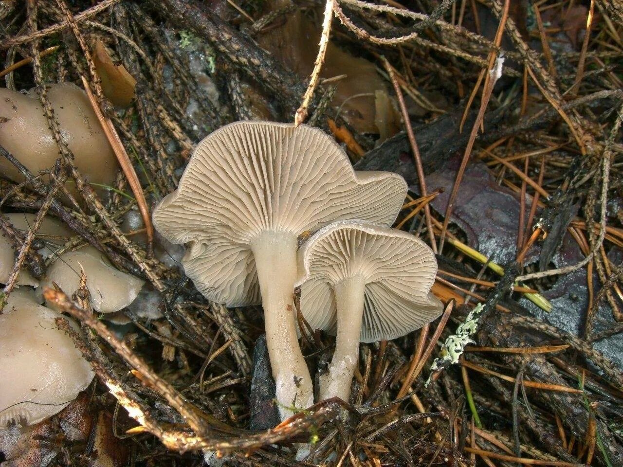 Семейство пластинчатые. Говорушка беловатая (Clitocybe rivulosa). Говорушка булавоногая съедобная. Говорушка слабопахучая. Говорушка белёсая Clitocybe candicans.