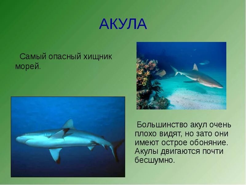 Акула окружающий мир