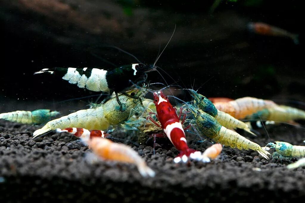 креветки домашние аквариумные. White. креветки ассорти аквариумные. креветки домашние аквариумные. креветки ред фаер.