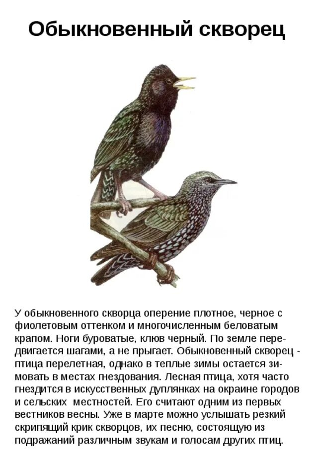Куприн скворцы. Продолжить рассказ скворцы. Продолжить рассказ скворцы. Продолжить рассказ скворцы. Продолжить рассказ скворцы.