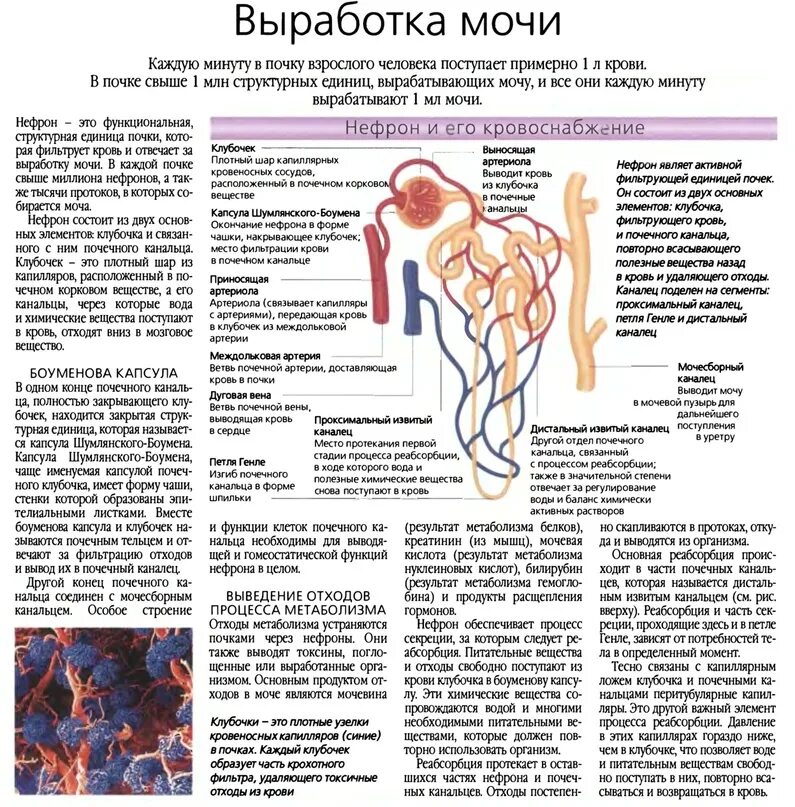 Этапы образования мочи. Первичная моча ЕГЭ. Образование мочи ЕГЭ. Процесс выработки мочи.