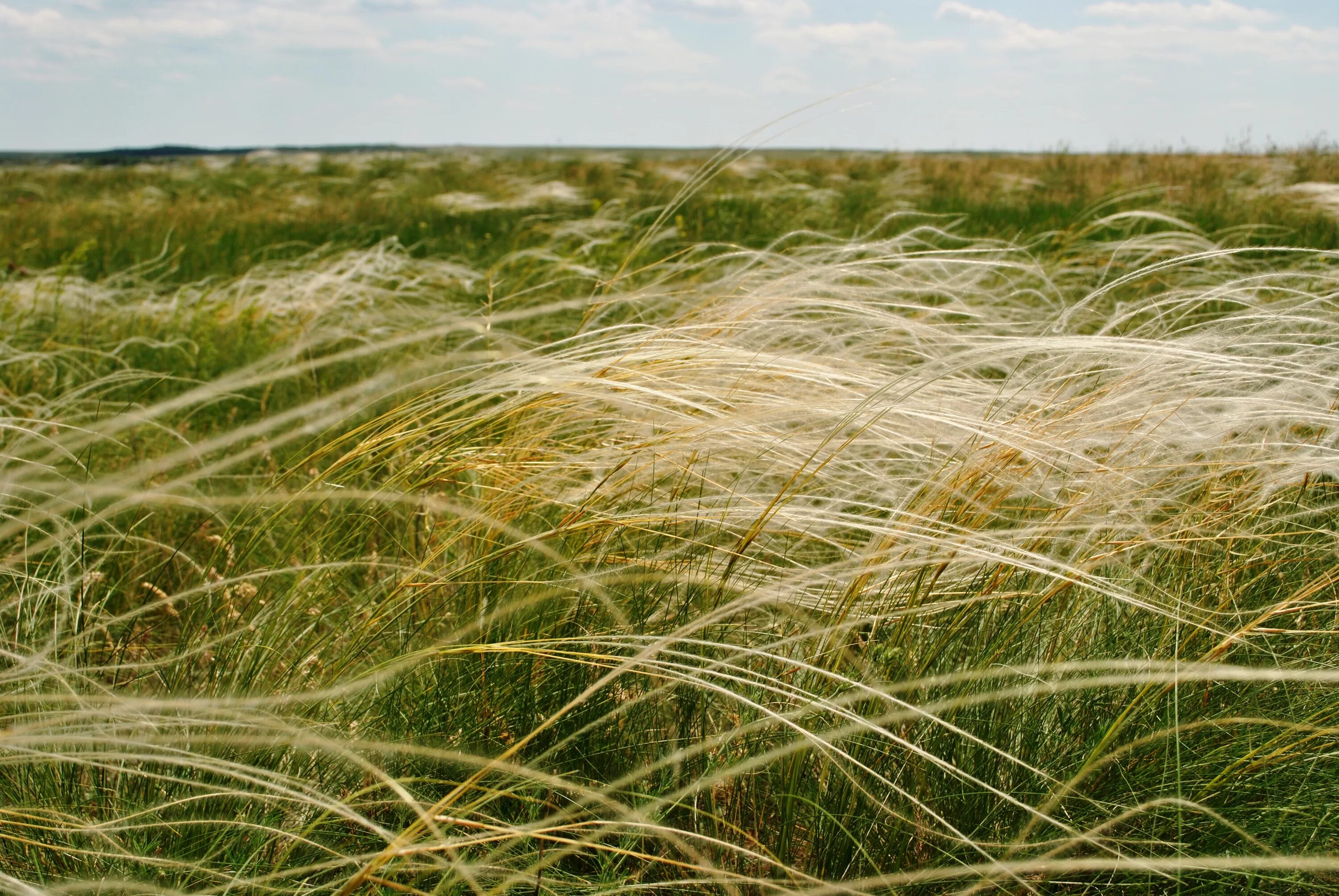 Ковыль низкий. Донская ковыльная степь. Ковыль перистый (stipa pennata). Ковыль волосатик растения. Stipa tenuifolia.