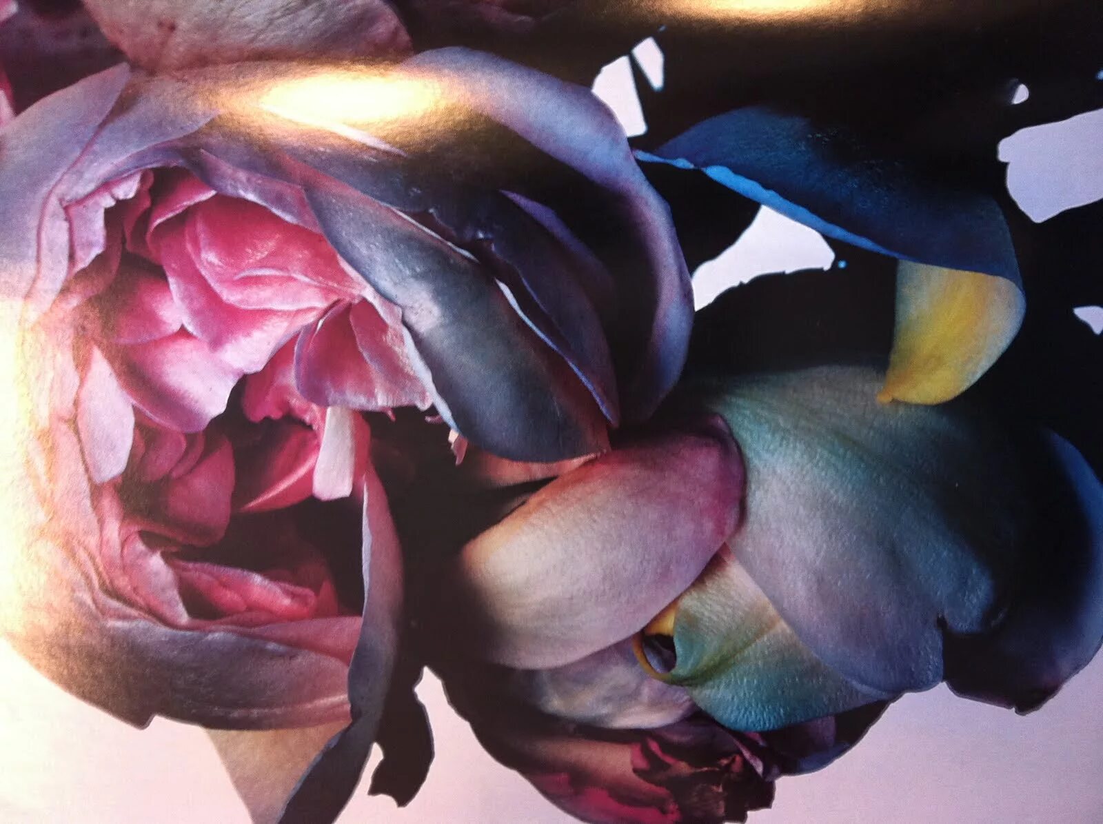 Невероятный цвет. Nick Knight. Ник Найт фотограф. Nick Knight Flowers. Plant Power ник Найт.