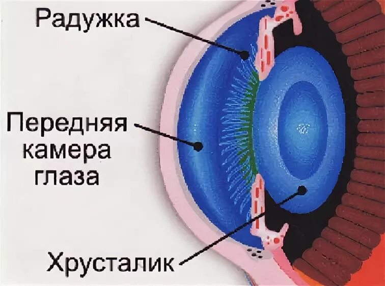 Практическая работа принцип работы хрусталика биология. Передняя глазная камера. Передняя и задняя камеры глаза. Глаз передняя камера глаза. Строение передней камеры глаза человека.