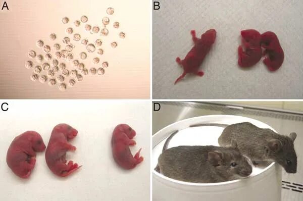 Клонирование мыши из клетки эмбриона (1987). Клонирование мышей. Развитие мышей