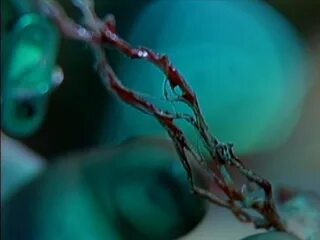 Цветы и плоть