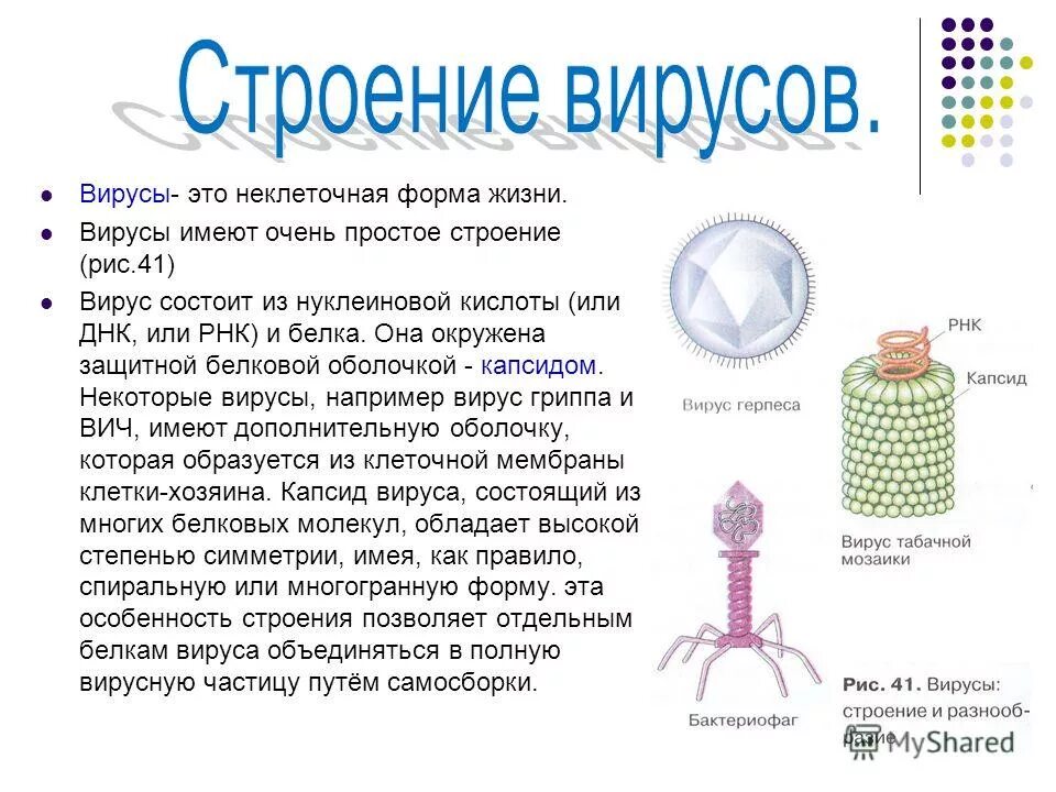 Сходство и различие вирусов