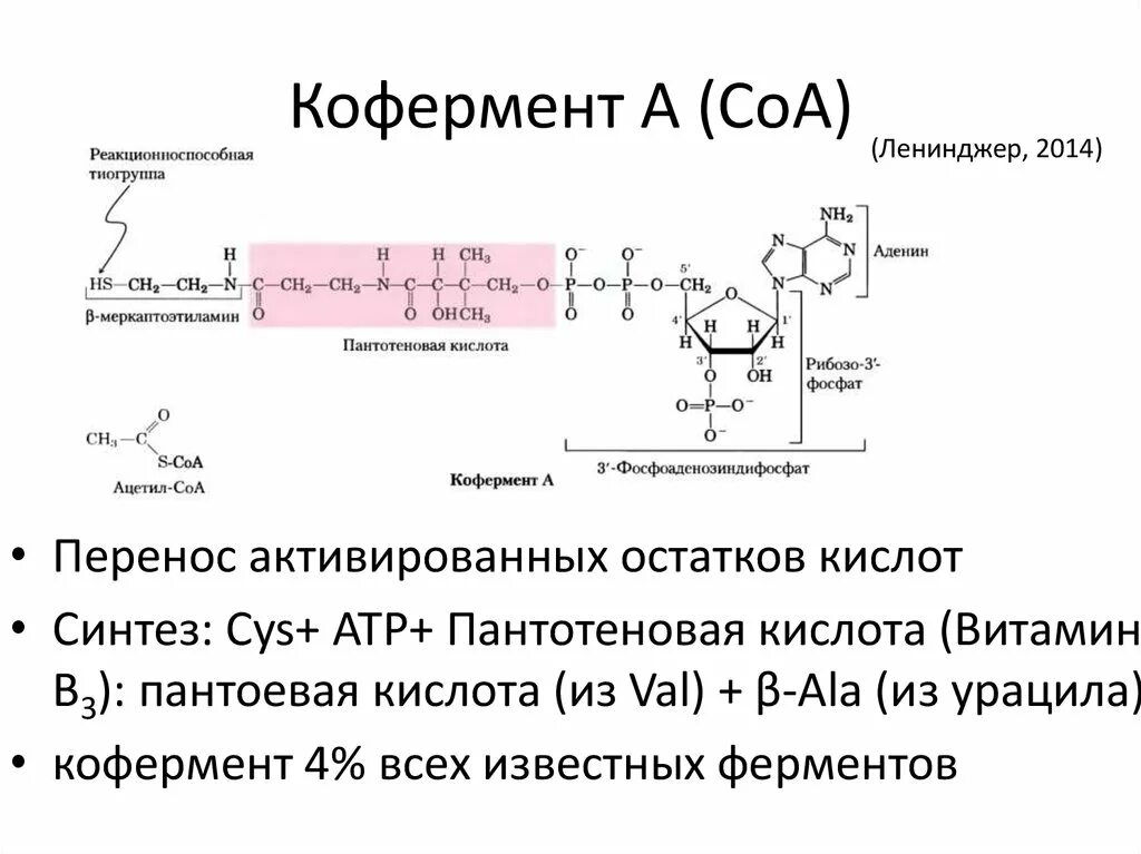 Ацетил коа фермент. Коферменты строение и функции. Функции коферментов биохимия. Витамины коферменты биохимия. Коэнзим а биохимия структура.