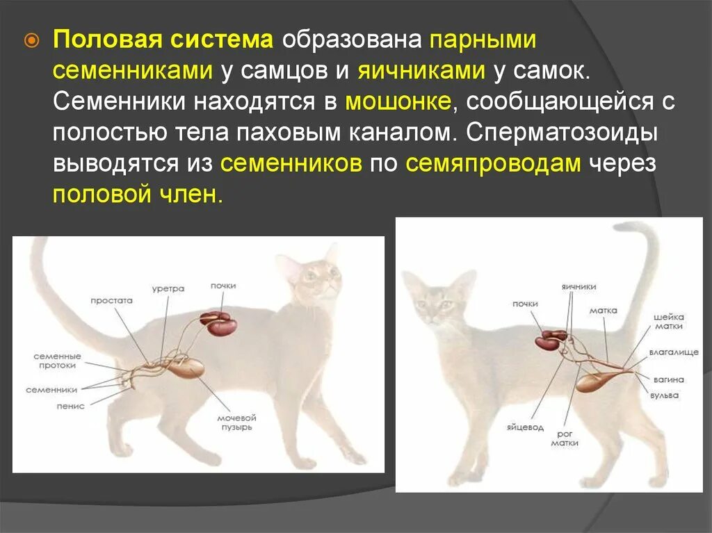 Женская половая система животных. Строение половой системы животных. Органы половой системы млекопитающих. Мочеполовая система животных. Строение выделительной системы животных.