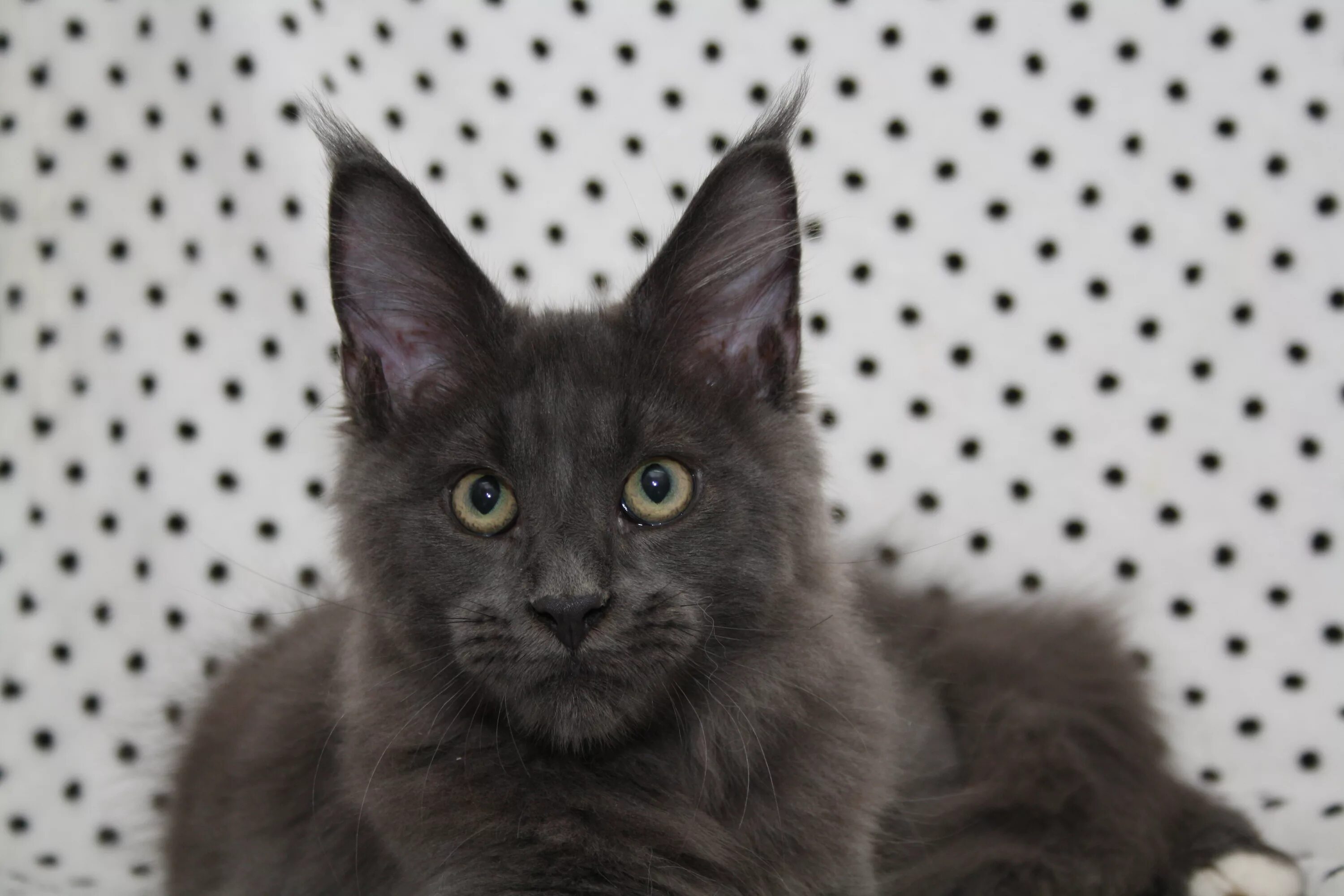 Породы кошек черно серого окраса. Мейн кун серый. Кот Мейн кун серый. Серый Мейн кун котенок. Мейн кун голубой Солид котенок.