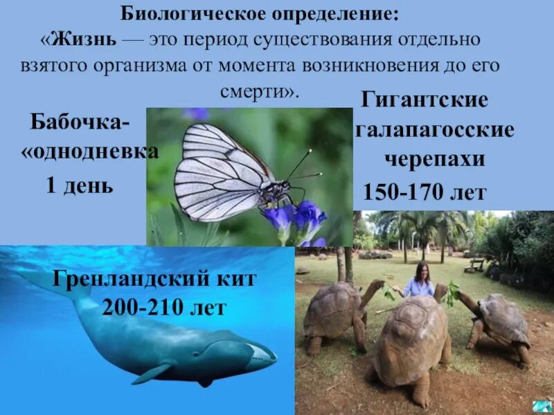 Определения жизни учеными