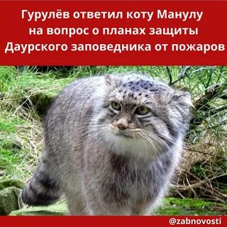 Кошачьи из красной книги