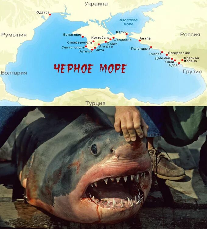 Катран акула черного моря. Опасные акулы в Азовском море. Опасные акулы в черном море.