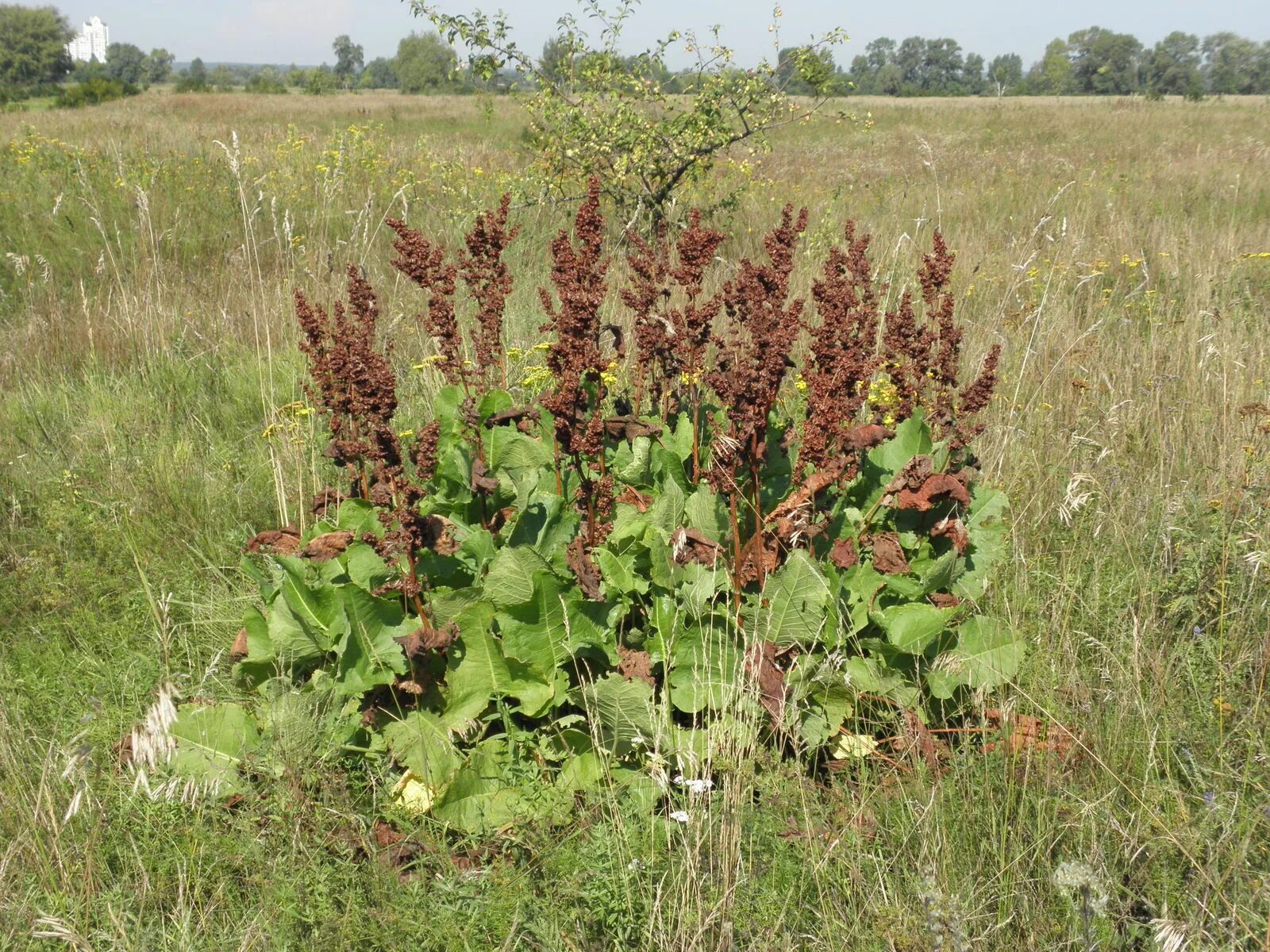 Щавель арбуз. Щавель конский (Rumex confertus). Конский щавель (Rumex crispus). Конский щавель & Кислица. Щавель конский (Rumex confertus) семена.