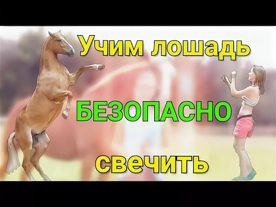Учит лошадей. Как научить лошадь свече. как научить лошадь вставать на свечку. лошадь свечит. лошадь свечит на человека.
