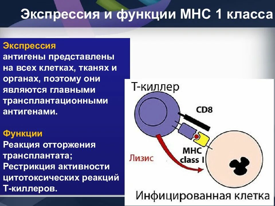 Функция экспрессии