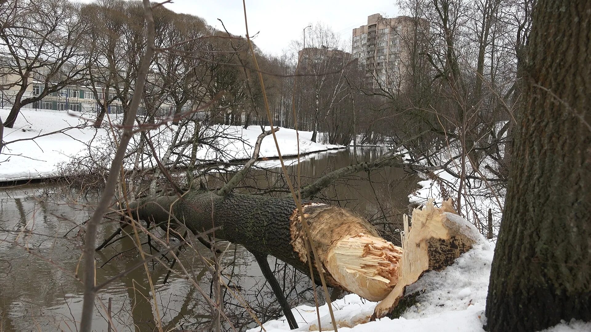 Повалило деревья в Санкт-Петербурге. Бобры в спб