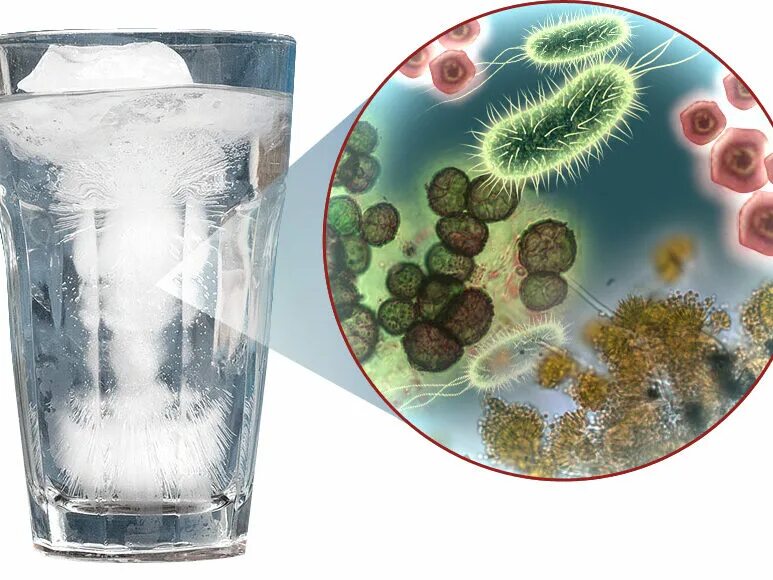Жить без болезней. Колиформные бактерии в воде. Микроорганизмы в воде. Микробы в воде. Микроорганизмы в пресной воде.