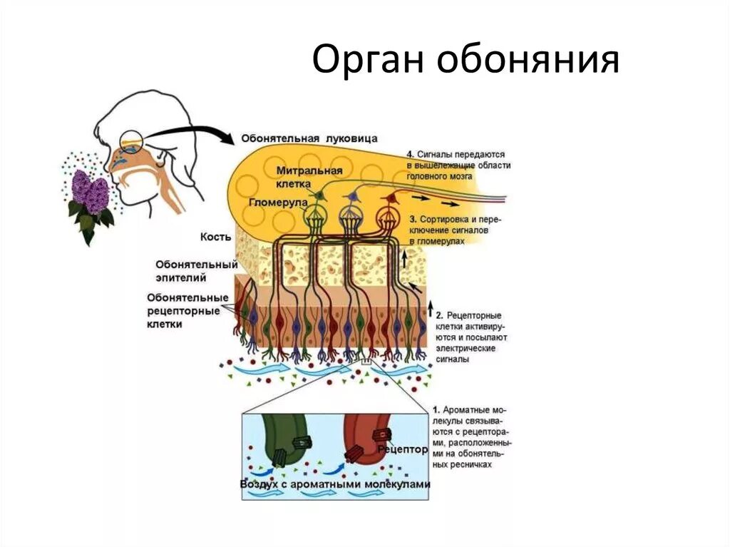 Орган обоняния 8 класс. Схема строения органа обоняния. Обонятельный анализатор строение. Схема строения обонятельных рецепторов. Орган обоняния анатомия строение и функции.