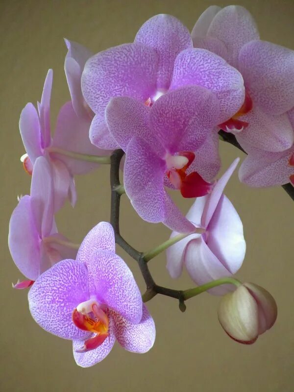Орхидея 11. Орхидея 11. Сатин 7 d -11орхидеи. Орхидея 11. Ветка орхидеи.