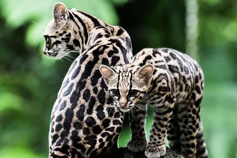 Древесная кошка