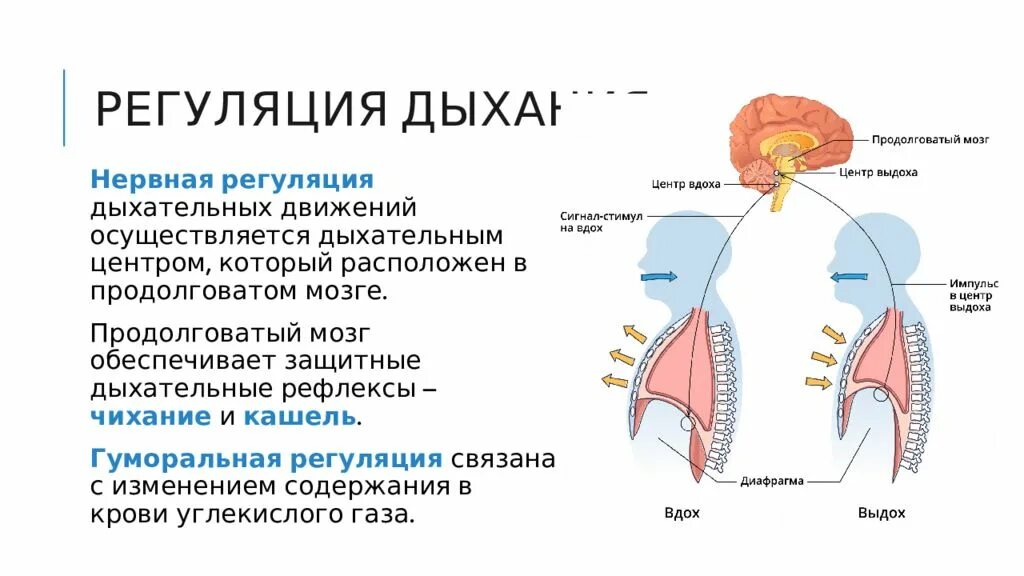 Содержит центры дыхательных рефлексов. Регуляция дыхания. Виды регуляции дыхания. Как осуществляется регуляция дыхательных движений. Дыхательная система расположен.