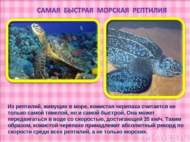 Скорость в воде самой быстрой кожистой черепахи. Рептилии живущие в воде. Скорость черепахи. Скорость передвижения черепахи. Скорость черепахи метров в минуту