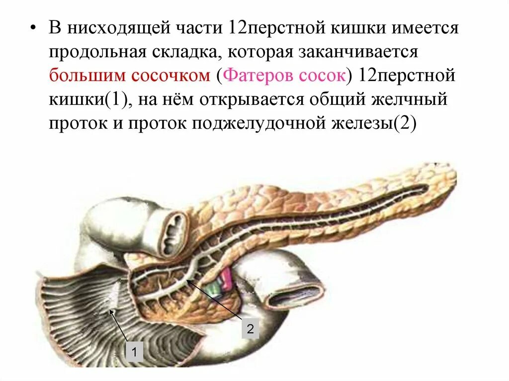 Орган имеет протоки открывающиеся в двенадцатиперстную кишку. 12 Перстная кишка проток поджелудочной железы. Проток поджелудочной железы открывается в часть 12-перстной кишки:. Поджелудочная железа и 12 перстная кишка анатомия. Дуоденальный сосочек поджелудочной железы.