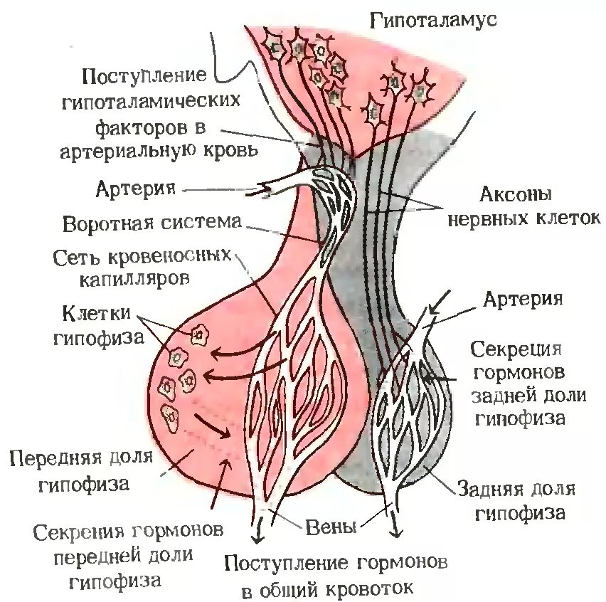 Гипоталамо-гипофизарная система схема гистология. Гистология гипоталамуса гипоталамо. Кровоснабжение аденогипофиза гистология. Гипоталамо-гипофизарная система чудесная сеть.