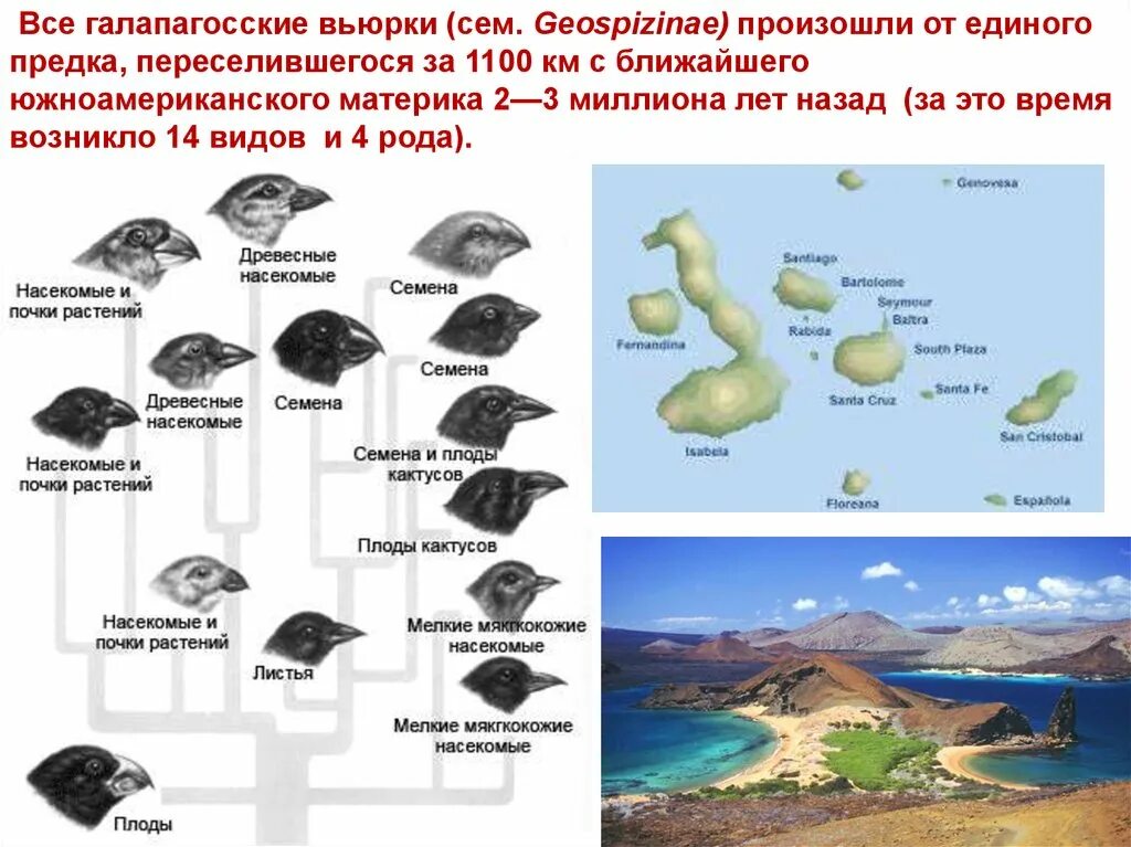 Разнообразие галапагосских вьюрков. Дарвин вьюрки Галапагосские острова. Галапагосские вьюрки видообразование. Географическое видообразование вьюрки на Галапагосских островах. Экологическая изоляция Галапагосские вьюрки.
