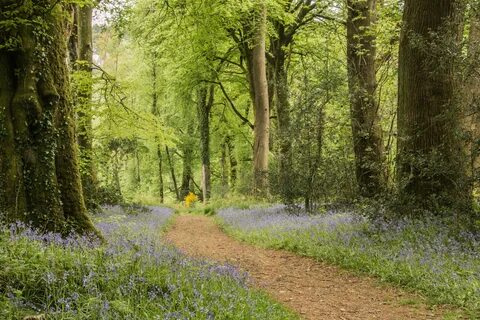 Path 19