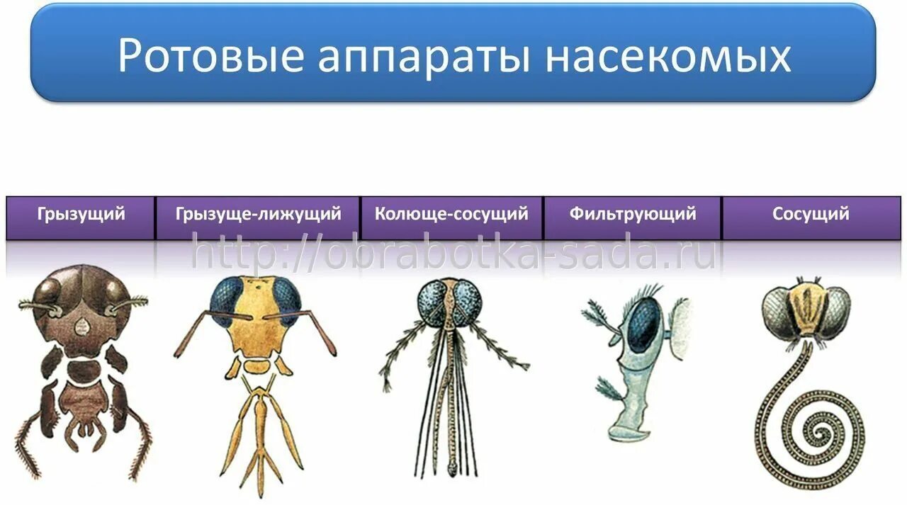 Типы ротовых аппаратов членистоногих таблица. Ротовые аппараты насекомых 7 класс биология. Ротовые органы насекомых 7 класс биология. Ротовые органы насекомых 7 класс биология таблица.