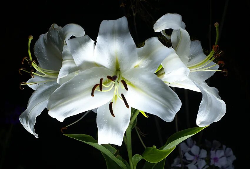 Ночная лилия. Лилия бакарди. Ночная Лилия растение. Белая Лилия ночью. Лилия профундо profundo.