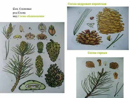 Сосна род хвойных