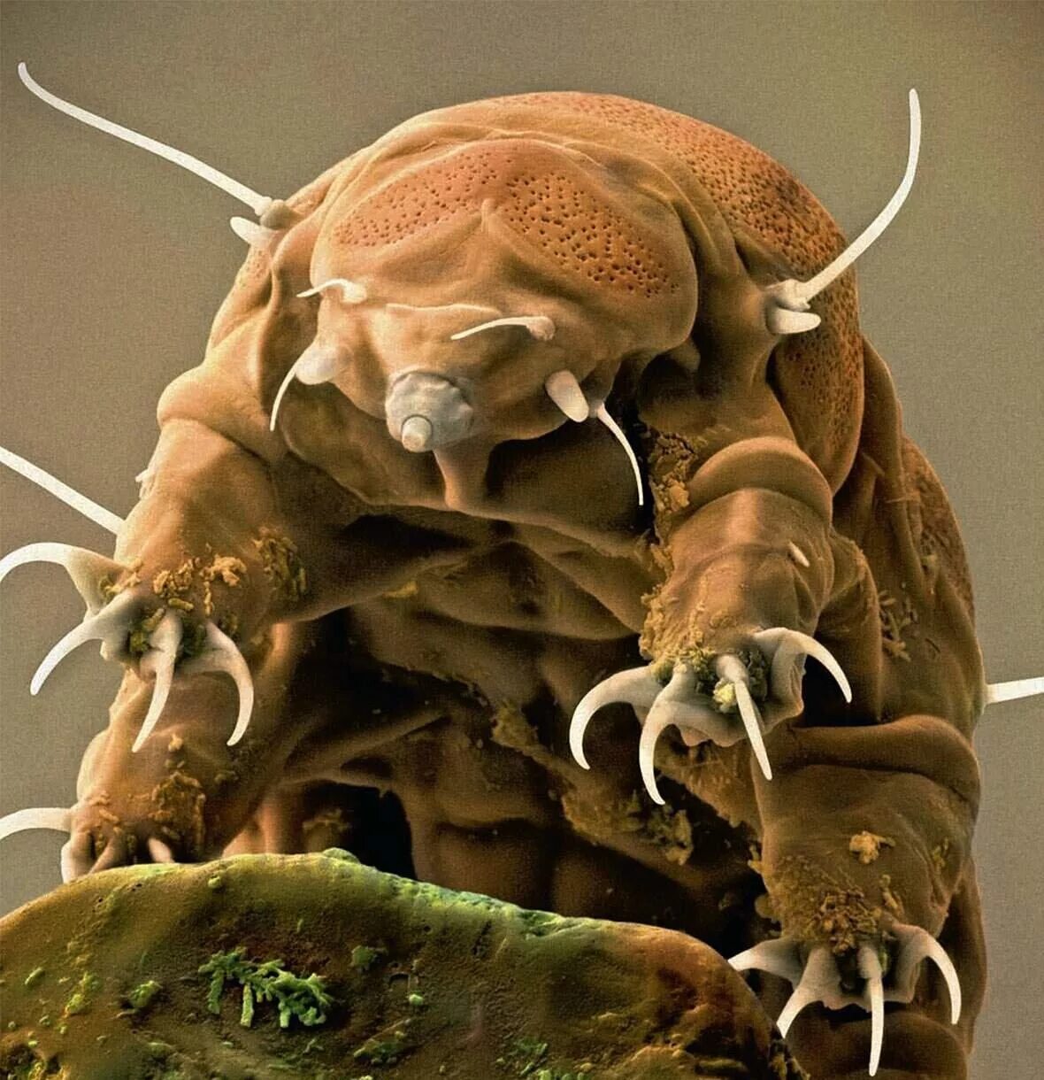 Плащеносная акула марианская впадина. Самое живущее существо. Самое живущее существо. Микромир тихоходка. Самое живущее существо.