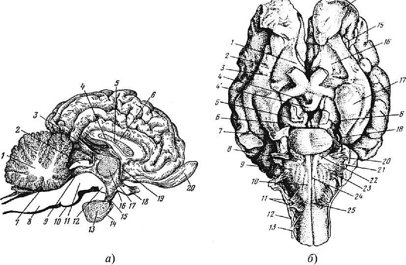 Укажите какой цифрой обозначена часть мозга млекопитающего. Сагиттальный разрез головного мозга коровы. Строение головного мозга КРС. Головной мозг КРС С базальной поверхности. Головной мозг КРС анатомия.