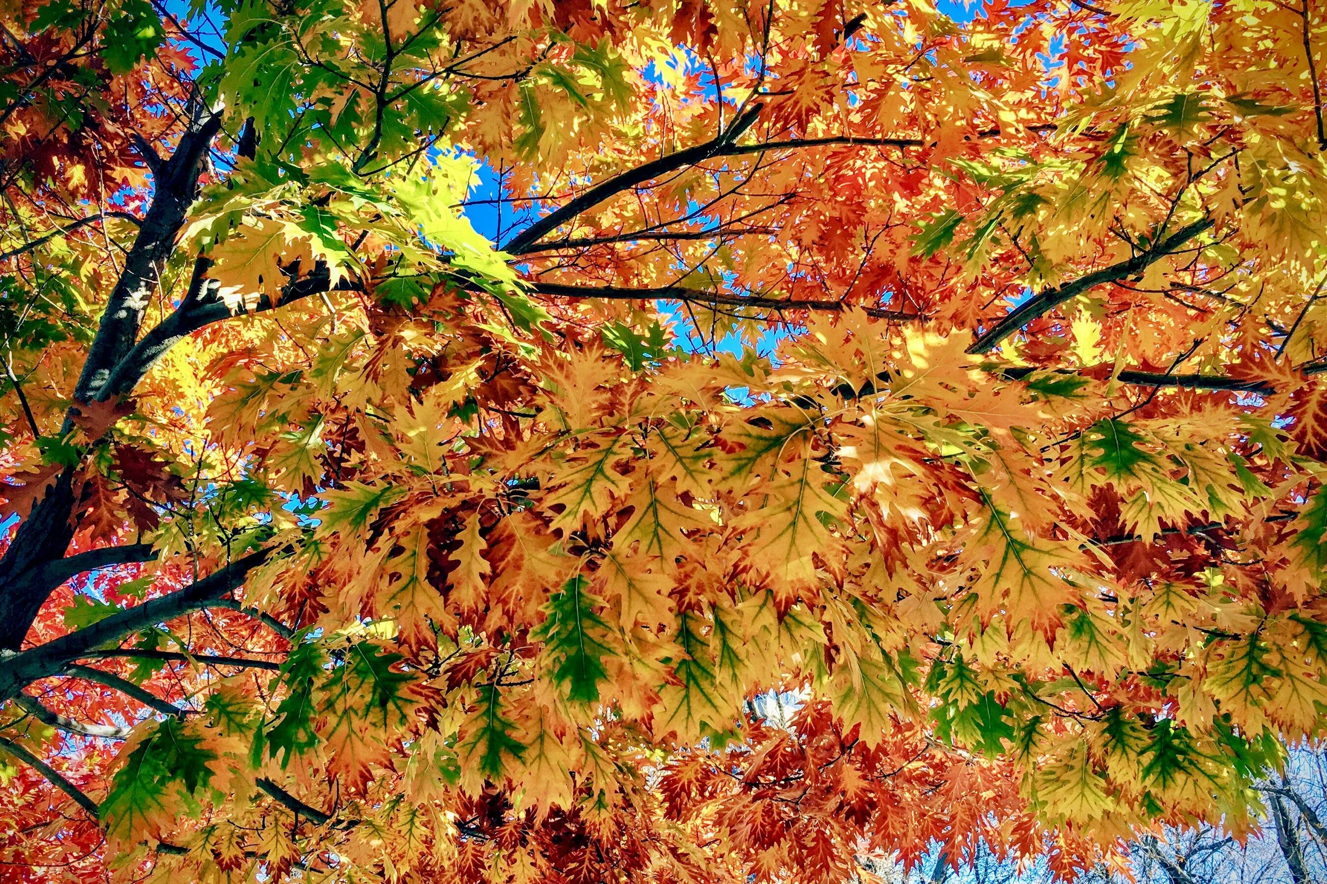 Рябина и клен дерево. Осеннее дерево. Осенние листья деревьев. Осень клен. Клен осенью.