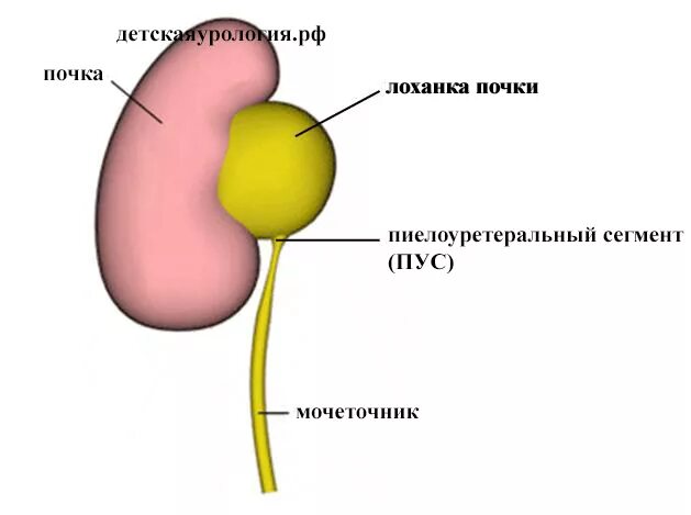 Что значит лоханка почки. Лоханка мочеточник строение почки. Сужение мочевыводящих путей. Анатомическое сужение мочеточника анатомия. Сужения мочеточника анатомия у мужчин.