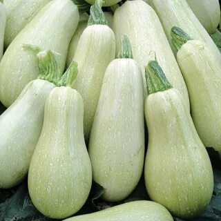 Белые сорта кабачков