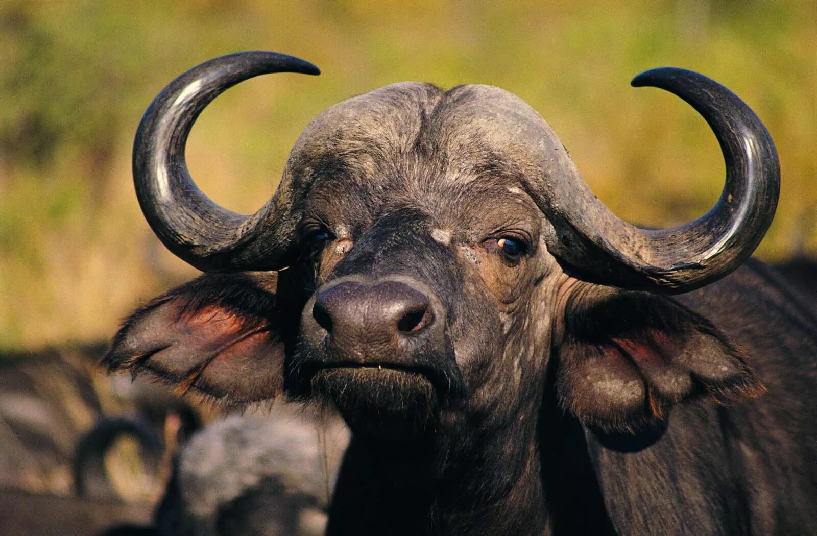 21 animal. Буйвол. Животные с рогами. Африканский буйвол. Рога буйвола.