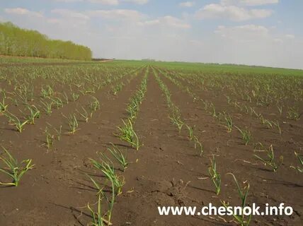 Чеснок урожайность га