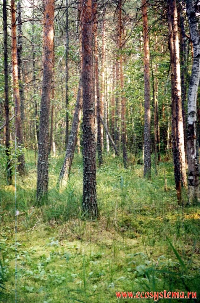 Хвойно мелколиственные леса. Сосняк осоково-сфагновый. Сосновые лес Керженского заповедника. Сфагновый болота сосняк Марий Эл. Сосняк осоково-разнотравный.