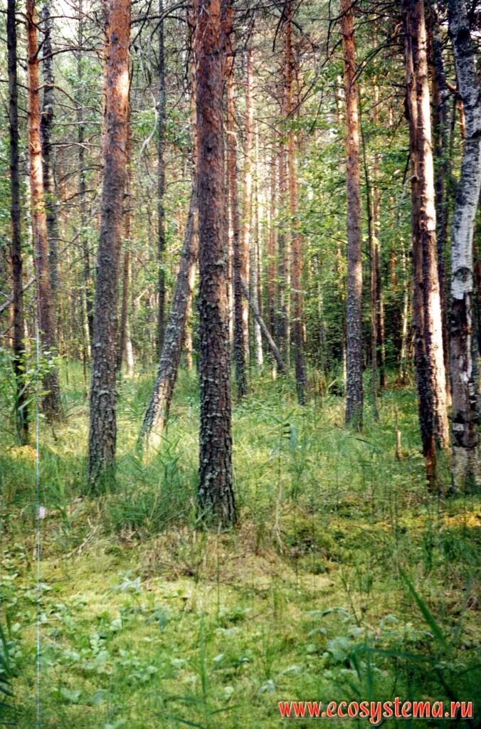 Светлохвойная сосновая тайга. Светлохвойные леса животные. Sitka spruce. Формация сосновые леса. Животные светлохвойной тайги.