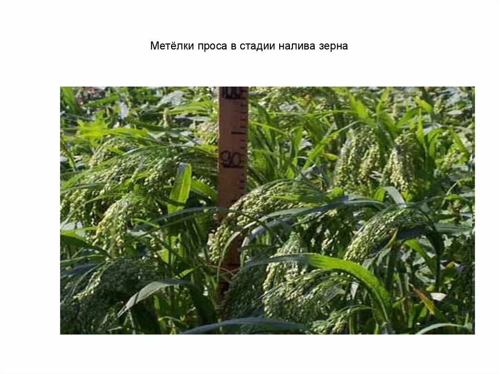 просо корм для птиц. просо бу интернет магазин семян в беларуси. злак чумиза. пайза просо. просо бу интернет магазин семян в беларуси.