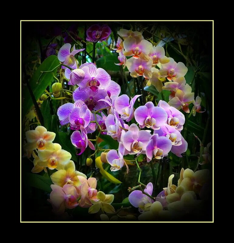 Орхидеи татьяны. Орхидеи татьяны. С днём рождения орхидеи. Орхидеи татьяны. Фаленопсис априллион.